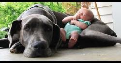 Big  Dogs Playing with Babies Compilation 2015 [NEW HD VIDEO]