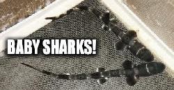 The SHARKS EAT for the FIRST TIME!!